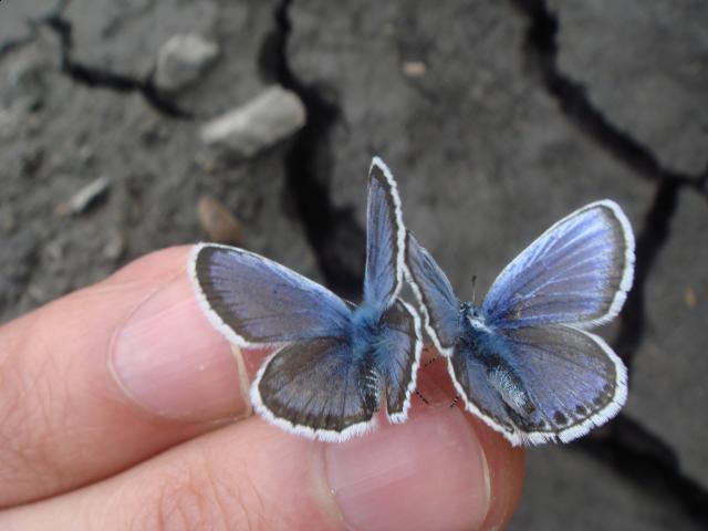 Фото насекомых (не из журнала)