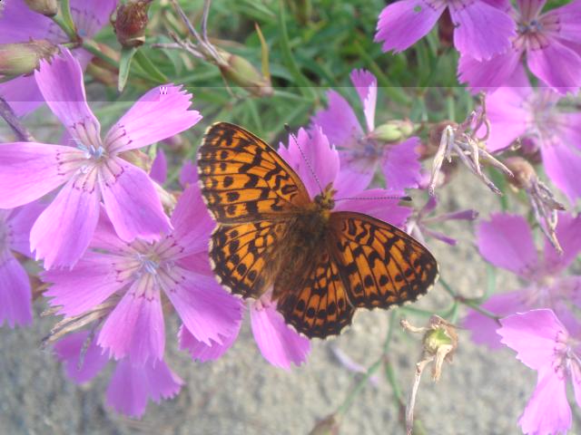 Фото насекомых (не из журнала)