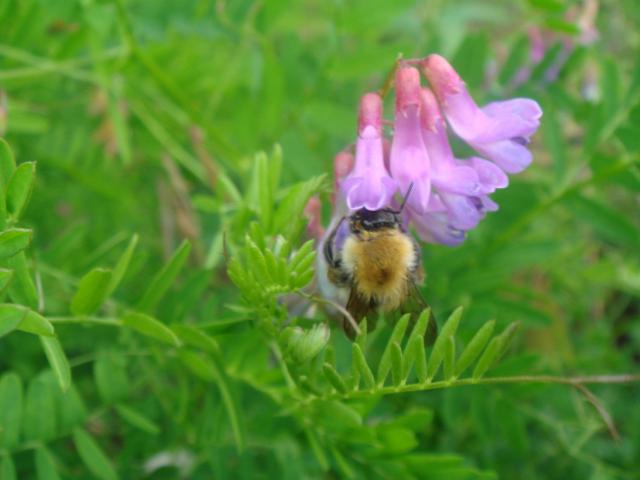 Фото насекомых (не из журнала)