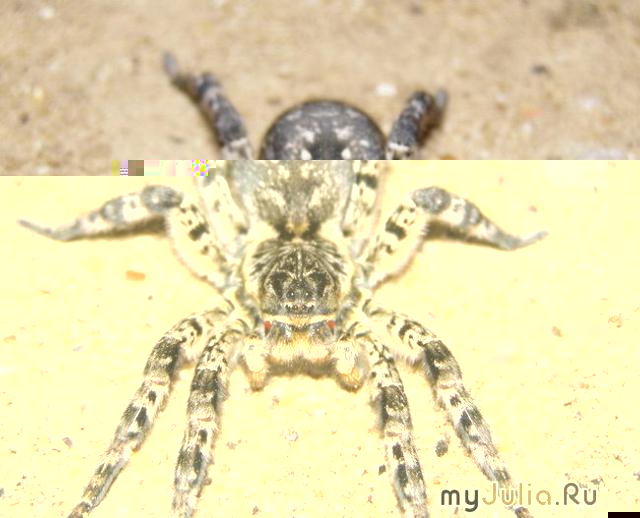 Какие насекомые вам противны?