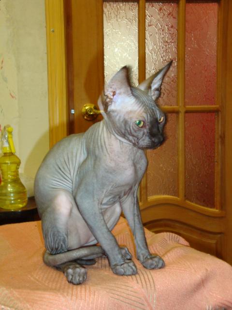 Болталка)) или милые детки, пишите сюда)))