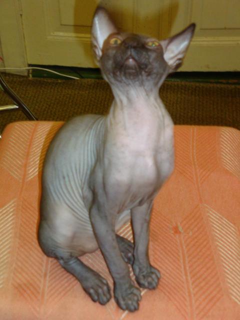 Болталка)) или милые детки, пишите сюда)))