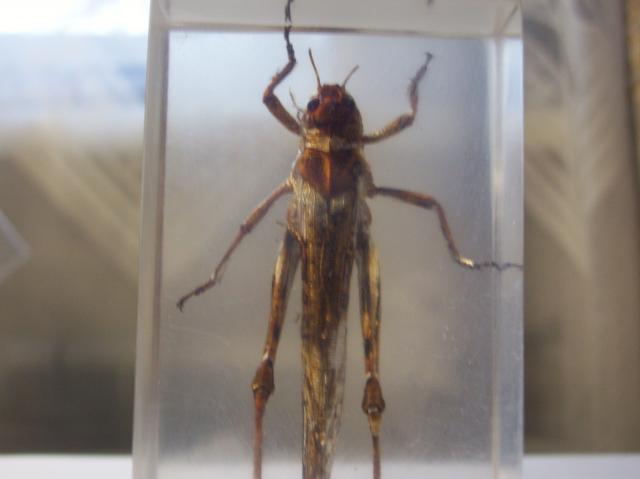 Насекомые №6 Перелетная саранча (Locusta migratoria) фото, обсуждение