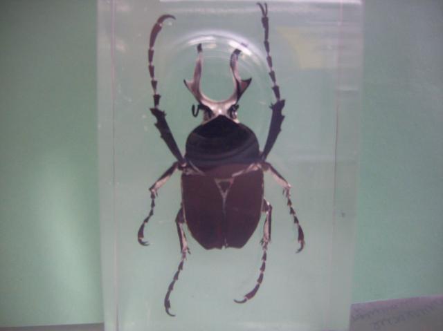 Насекомые №7 Формосская Бронзовка (Dicronocephalus) фото, обсуждение