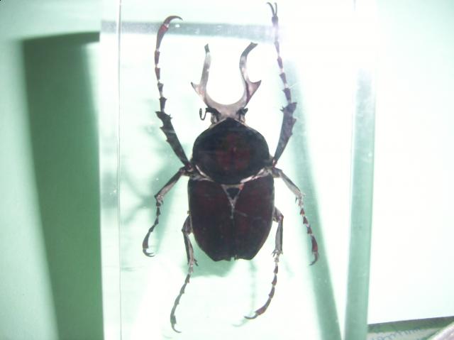 Насекомые №7 Формосская Бронзовка (Dicronocephalus) фото, обсуждение