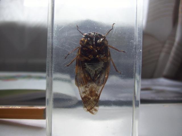 Насекомые №8 Индостанская Цикада (Platypleura) фото, обсуждение