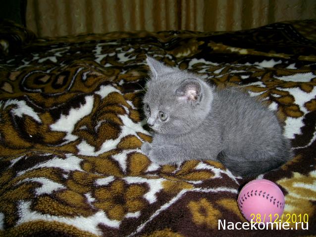 Фото кошек)))))