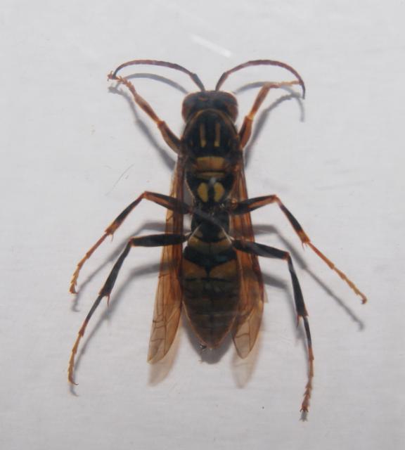 Насекомые №26 Бумажная Оса (Polistes s.p.) фото, обсуждение