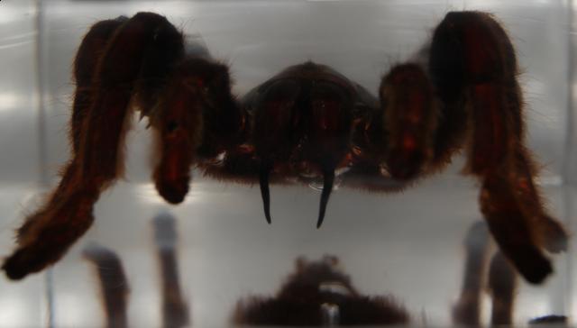 Насекомые в Акриле НЕ из Журнала