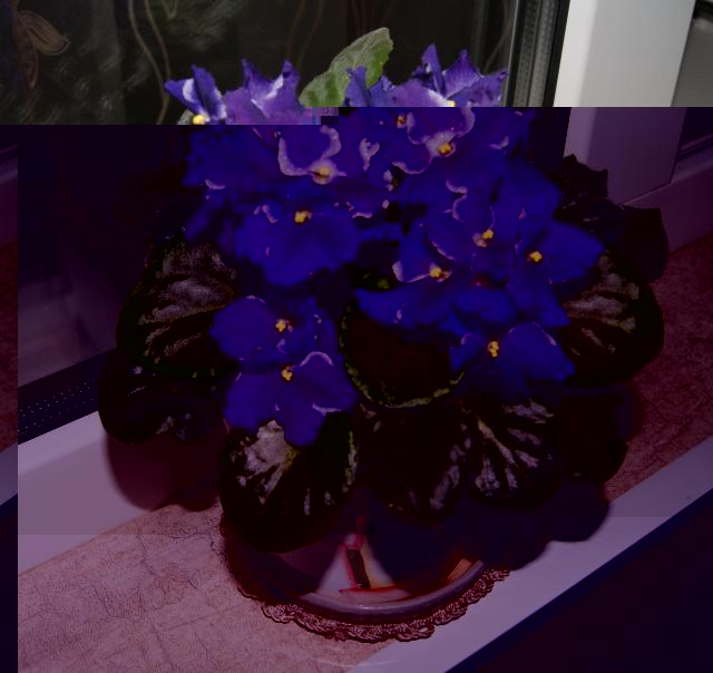 Цветы и растительность в нашем доме)