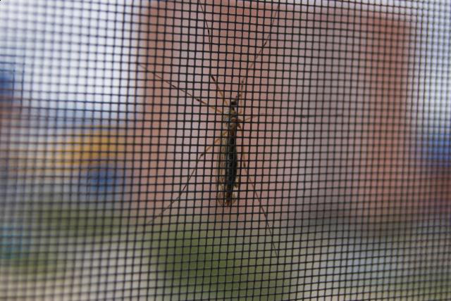 Фото насекомых (не из журнала)