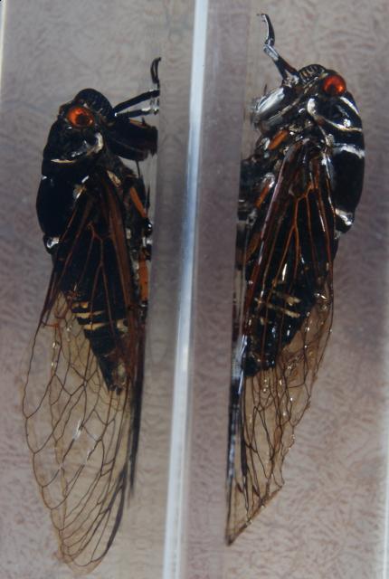 Насекомые №15 Цикада (Cryptotympana sp.) фото, обсуждение