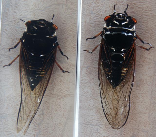 Насекомые №15 Цикада (Cryptotympana sp.) фото, обсуждение