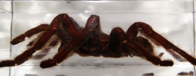 Насекомые в Акриле НЕ из Журнала