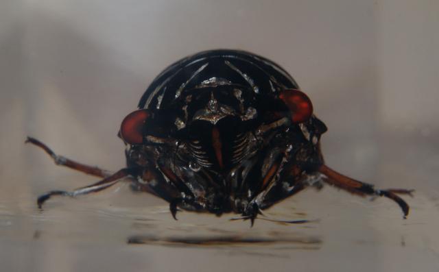 Насекомые №15 Цикада (Cryptotympana sp.) фото, обсуждение