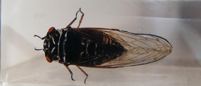 Насекомые №15 Цикада (Cryptotympana sp.) фото, обсуждение