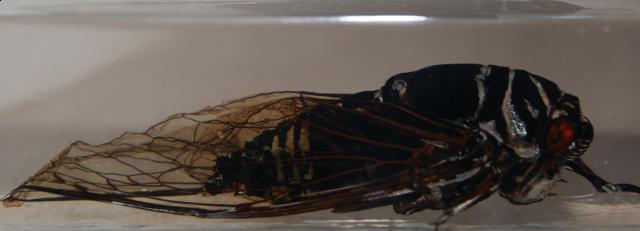 Насекомые №15 Цикада (Cryptotympana sp.) фото, обсуждение