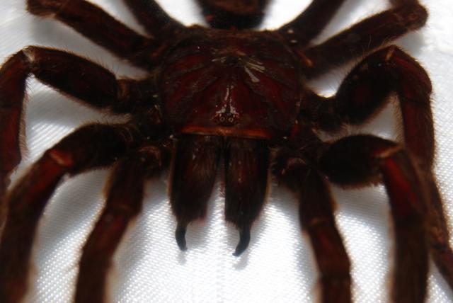 Насекомые в Акриле НЕ из Журнала