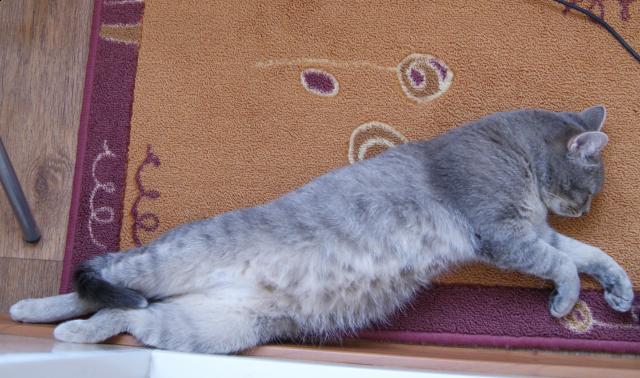 Фото кошек)))))