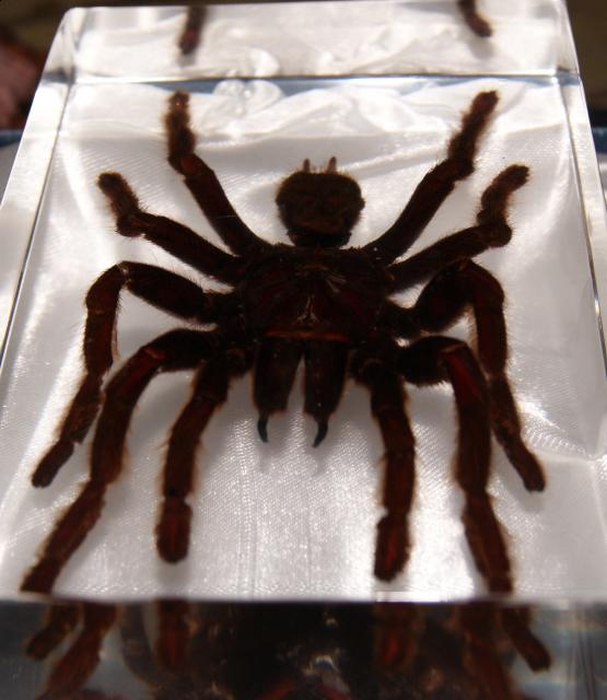 Насекомые в Акриле НЕ из Журнала