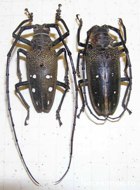 Насекомые и их знакомые 2010 График Выхода и обсуждение