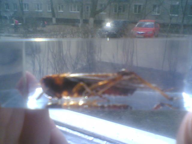 Насекомые №6 Перелетная саранча (Locusta migratoria) фото, обсуждение