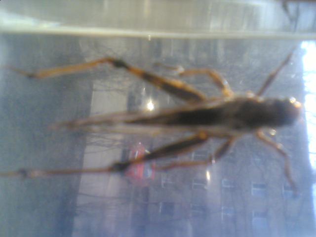 Насекомые №6 Перелетная саранча (Locusta migratoria) фото, обсуждение