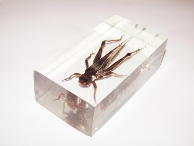 Коллекция насекомых пользователя Elrond