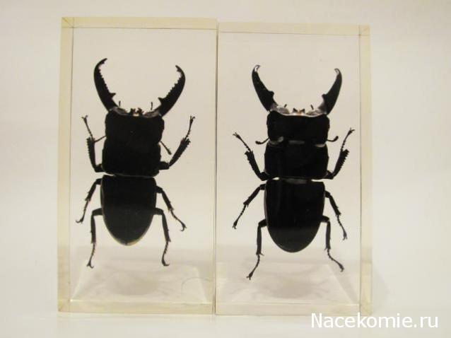 Насекомые и их знакомые 2010 График Выхода и обсуждение