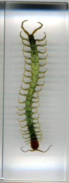 Насекомые в Акриле НЕ из Журнала