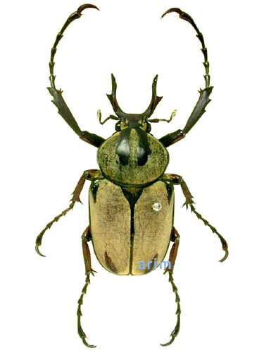 Вопросы по серии Насекомые и их знакомые