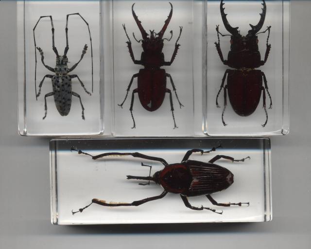 Насекомые в Акриле НЕ из Журнала