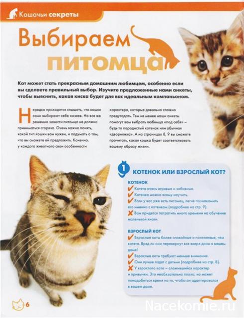 The Cat Collection График Выхода, обсуждение серии