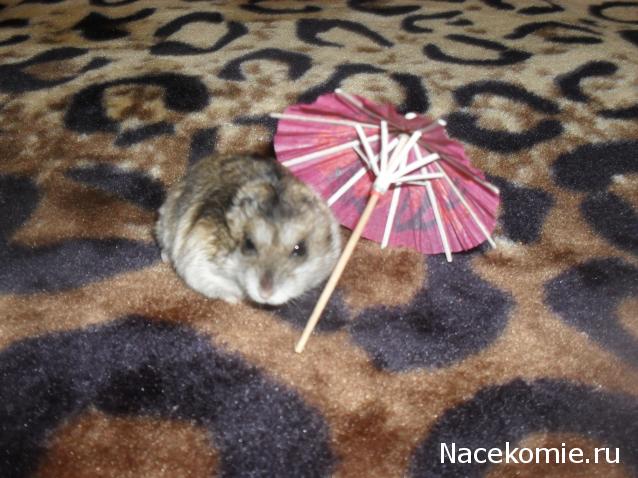 Наши домашние питомцы