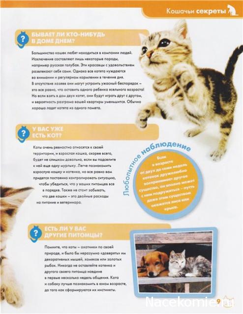 The Cat Collection График Выхода, обсуждение серии