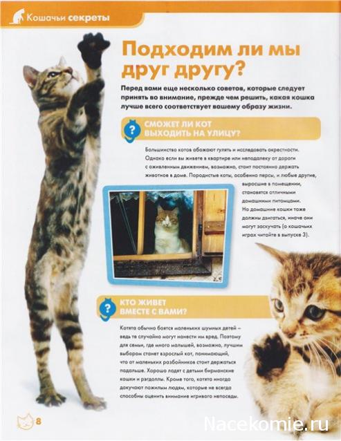 The Cat Collection График Выхода, обсуждение серии