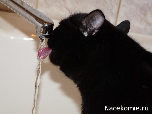 Фото кошек)))))