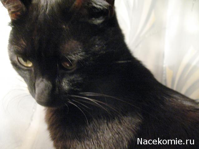 Фото кошек)))))