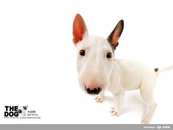 The Dog Collection 2010 - График Выхода и обсуждение