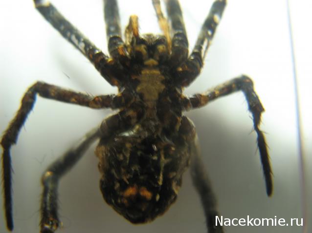 Вопросы по серии Насекомые и их знакомые