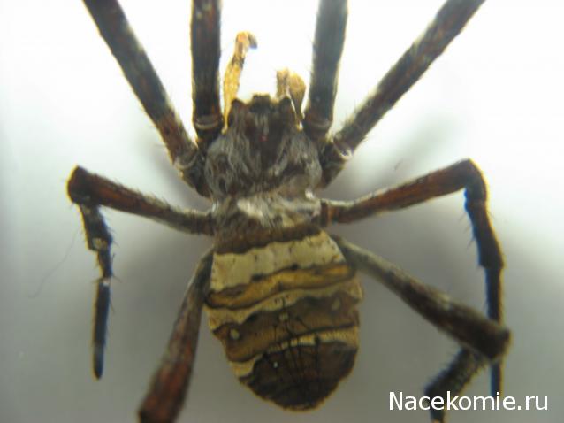 Вопросы по серии Насекомые и их знакомые