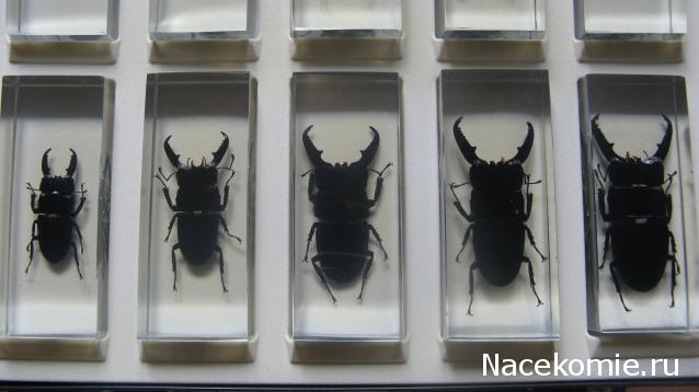 Насекомые и их знакомые 2010 График Выхода и обсуждение