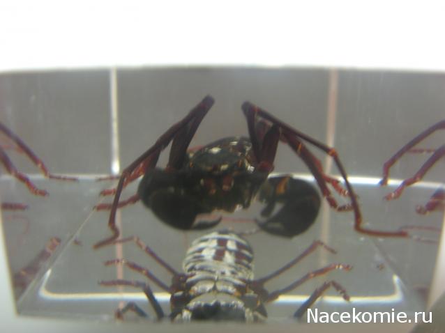 Насекомые и их знакомые 2010 График Выхода и обсуждение