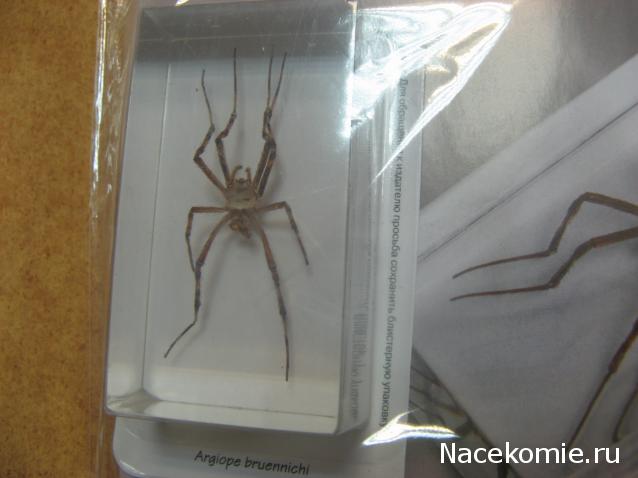 Насекомые и их знакомые 2010 График Выхода и обсуждение