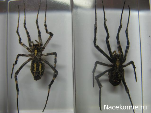 Вопросы по серии Насекомые и их знакомые