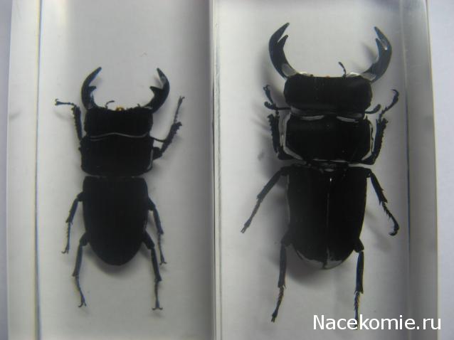 Насекомые №33 Доркус-Титан (Dorcus titanus) фото, обсуждение