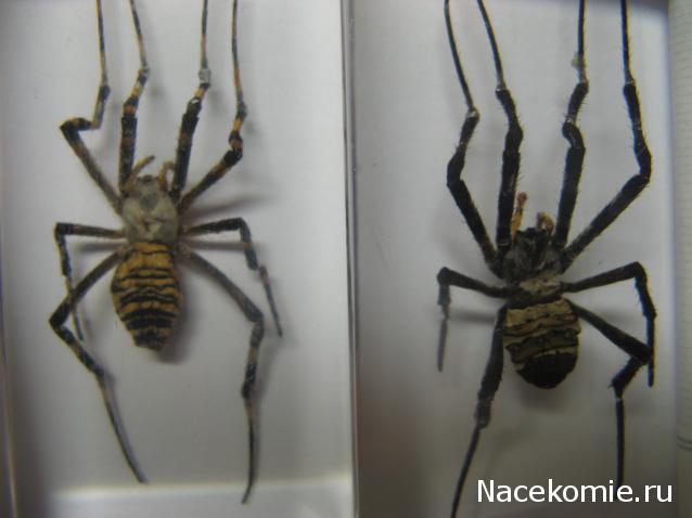 Вопросы по серии Насекомые и их знакомые