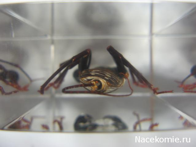 Насекомые и их знакомые 2010 График Выхода и обсуждение