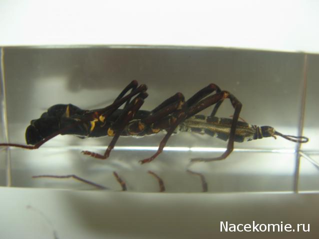 Насекомые и их знакомые 2010 График Выхода и обсуждение