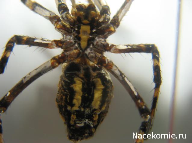 Вопросы по серии Насекомые и их знакомые